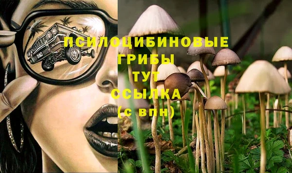 гашик Алексин